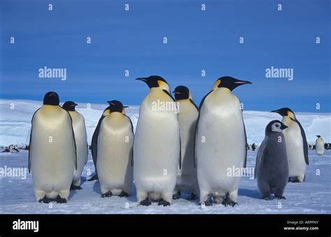 Emperor Penguin Colony Stock Photo - Alamy