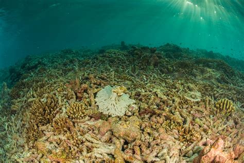 Great Barrier Reef ist für tot erklärt worden Urlaubsguru de