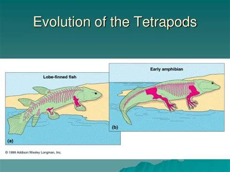 PPT - Evolution of the Tetrapods PowerPoint Presentation, free download ...