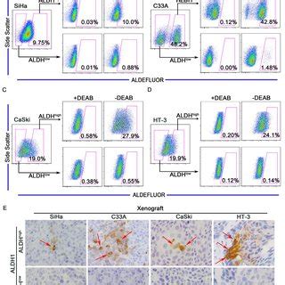 Tumorigencity Of Aldh High And Aldh Low Cells From Cervical Cancer