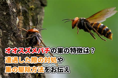 コガタスズメバチの巣は初期の駆除が重要！巣の特徴や毒性を解説 ｜ ハチ駆除119番