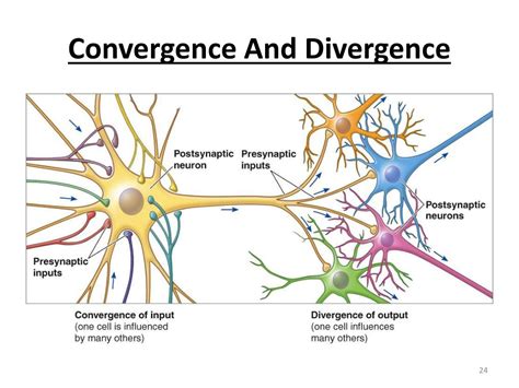 PPT Synapse And Neurotransmitter PowerPoint Presentation Free