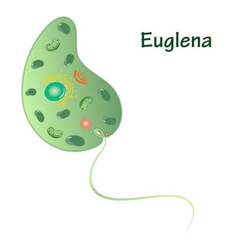 Premium Vector Euglena Vector Illustration Graphic