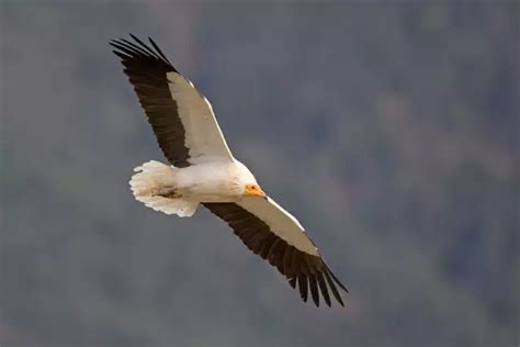 Vautour Percnopt Re Tout Savoir Sur Cet Oiseau