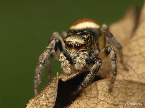 Jumping Spider Freya Decorata Salticidae From Ecuador W Flickr