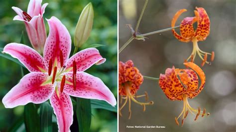 Cómo cultivar lirios en tu jardín Agrochic Jardinería y Bienestar