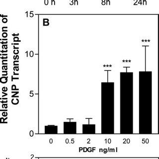 Time And Dose Dependent Effects Of PDGF BB On CNP And NPR C Transcript