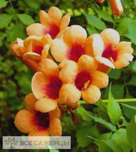 Цена на Кампсис укореняющийся Джуди - купить саженцы