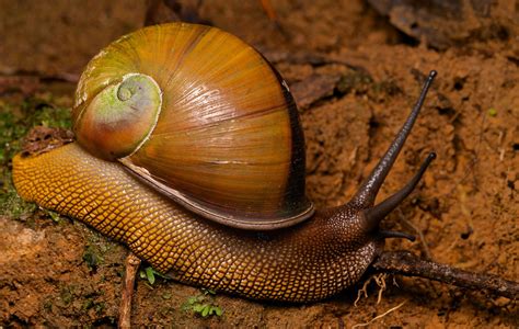 Giant Snail Helicophanta Souverbiana Giant Snail Snail National Parks