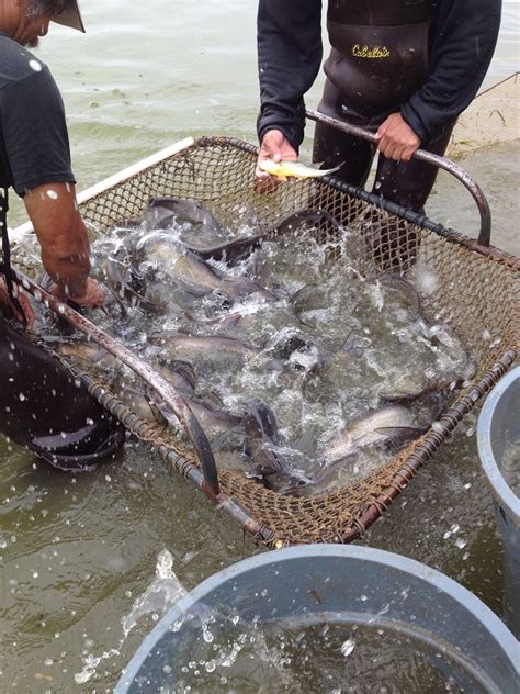 Harvesting Catfish Freshwater Fish Co Fish For Pond And Lake Stocking