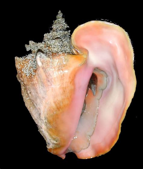 Myfwcs Status Update Destination Conservation Queen Conch Queen