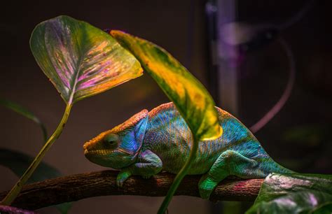 Chameleon-Inspired Nano-Laser Changes Colors - Research & Development World