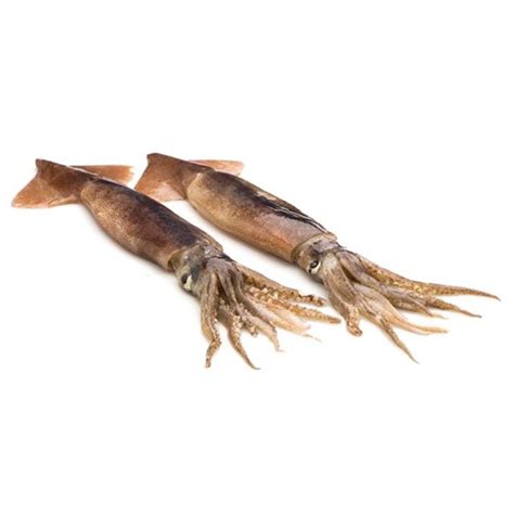 baby giant squid promarosa