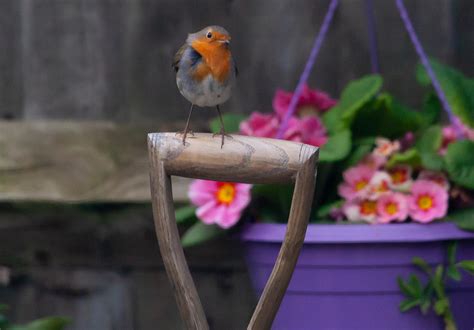 Robin Redbreast Perched On Handle Free Photo On Pixabay