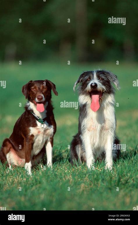 Mixed Breed Dogs (animals) (mammals) (domestic dog) (pet) (outside ...