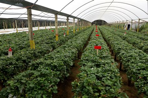 Boletim do Deral analisa variação de preços das frutas vendidas nas