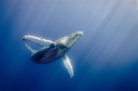 Quel est le plus gros mammifère marin