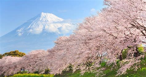 Japan Cherry Blossom Tours 2020 | Essence of Spring