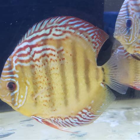 Red Alenquer Discus Fish 55 This Strain Is The Closest Looking One To