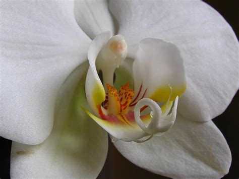 White Orchid Macro Photograph Photograph By Juergen Roth