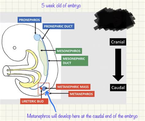 Embryology Flashcards Quizlet