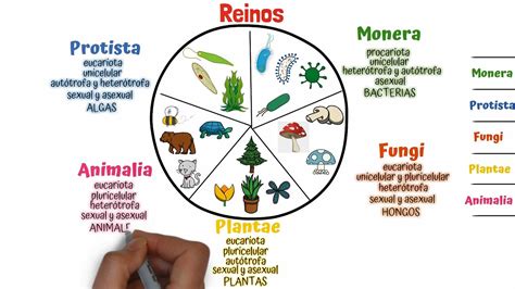 Clasificacion De Los Seres Vivos Taxonomia Docx Document Images Images