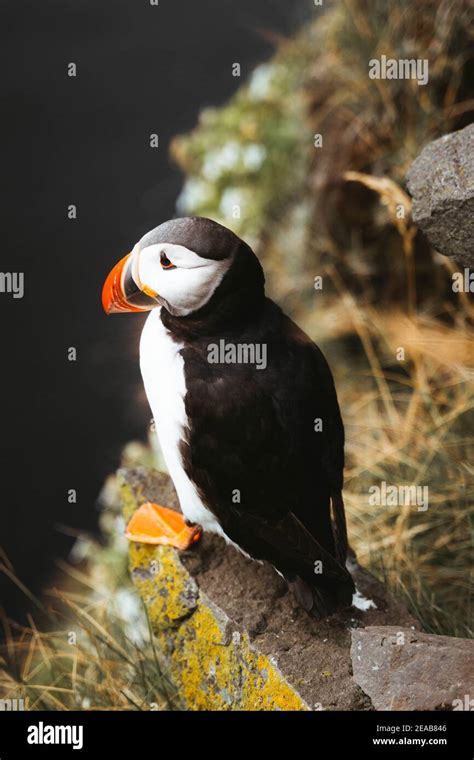 Iceland Vesturland Látrabjarg Puffin Fratercula arctica Bird