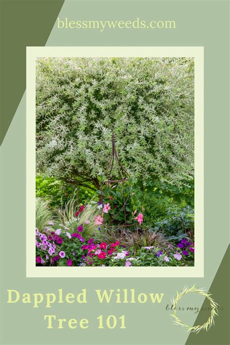 An Image Of A Garden With Flowers And Plants In It Including The Words Dappled Willow Tree 101