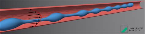 Physicists Discover Mechanism For The Formation Of Blood Platelets