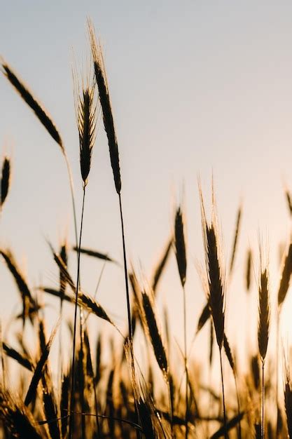 Campo de trigo ao pôr do sol espigas douradas de trigo o conceito de