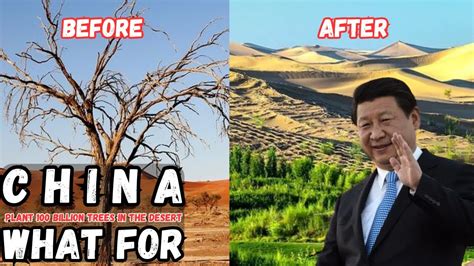 Why China Planted Billion Trees In Barren Desert China S