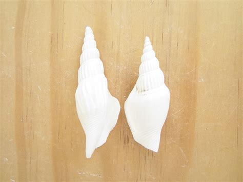 White Strombus Vittatus Shells Pieces White Sea Shells Sea Etsy Uk