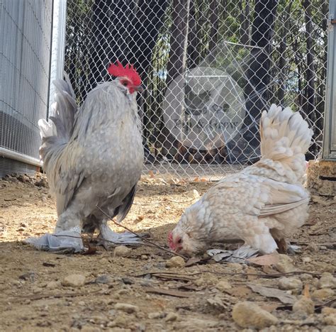 Belgian D Uccle Fertile Egg Each Pip Grow