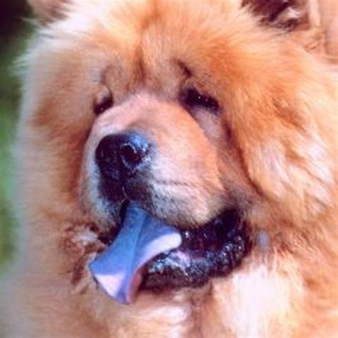 Are Chow Chow Puppies Born With Solid Blue Black Tongues Dog Care