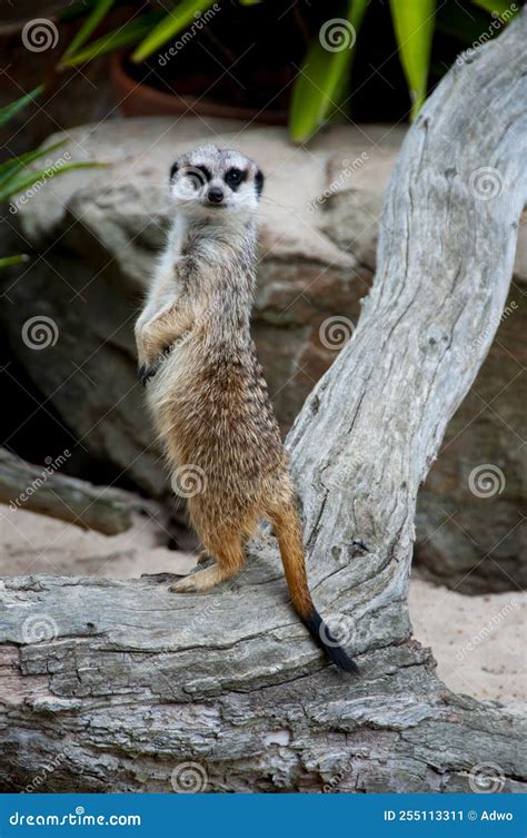 A Standing Meerkat stock image. Image of cute, ground - 255113311