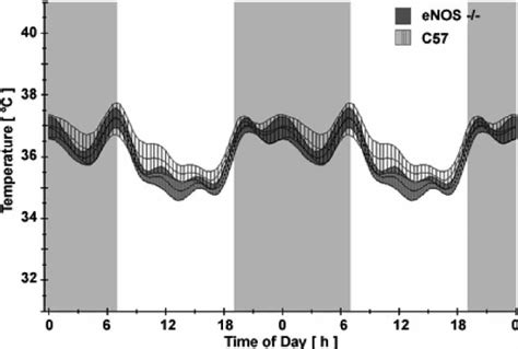 Circadian Rhythm In Body Temperature In C57 Wild Type And Enos