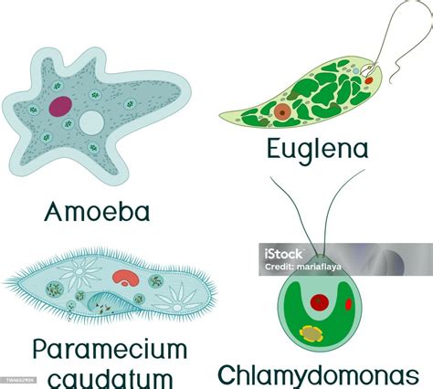 Set Of Unicellular Organisms Paramecium Caudatum Amoeba Proteus Chlamydomonas And Euglena