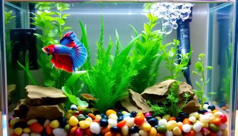 TOP 10 Best Betta Fish TankMates For Your 5 Gallon Setup