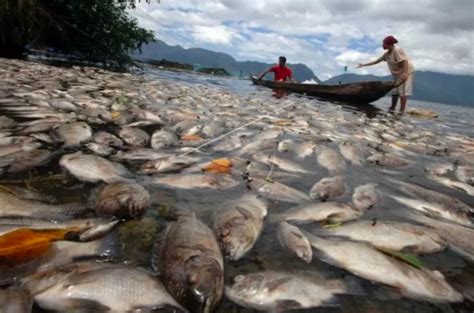 Danau Maninjau Tercemar Akibat Kematian Massal Ikan