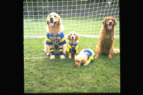 Air Bud World Pup DVD Review - Simply Stacie