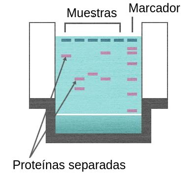 Electroforesis En Gel Labster