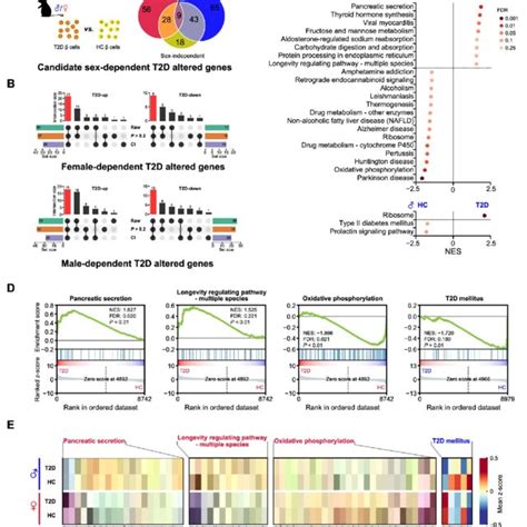 T2d Altered Genes And Pathways Differ In A Sex Dependent Manner A Venn