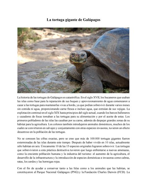 Cerdito Himno El Stico Resumen Sobre Las Tortugas Y Equipo Profundizar