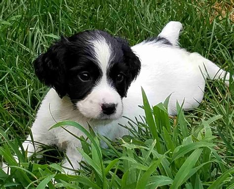 English Springer Spaniel Puppies - Woodland Kennel