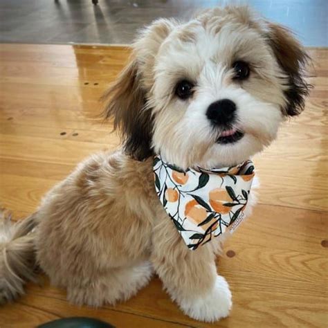 adorable maltese mix dog breeds artofit