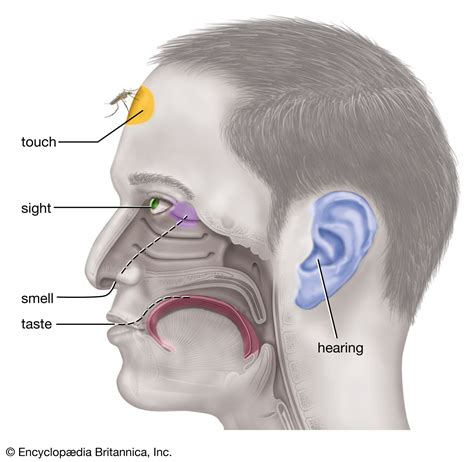 proprioceptor sensory receptor britannica