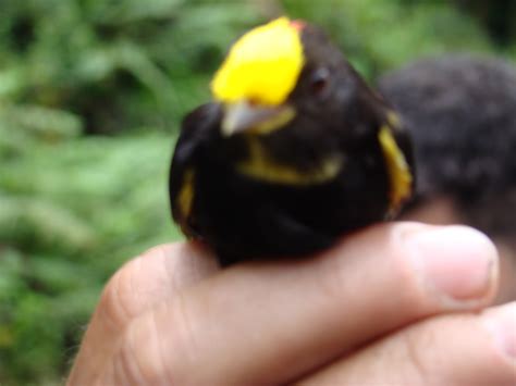 Socha En Imagenes ALGUNAS DE LAS ESPECIES DE AVES QUE HABITAN EL PARAMO