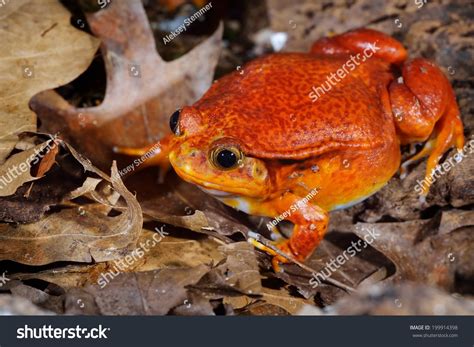 False Tomato Frog Dyscophus Guineti Terrarium Stock Photo 199914398