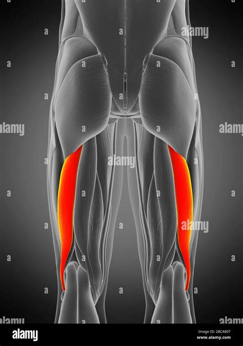 Biceps Femoris Longus Muscle Illustration Stock Photo Alamy