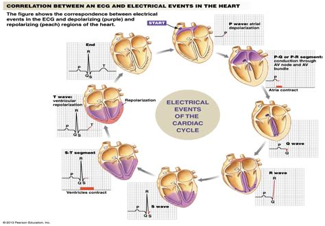 Electrical Events Of The Cardiac Cycle Cardiology I Pinterest